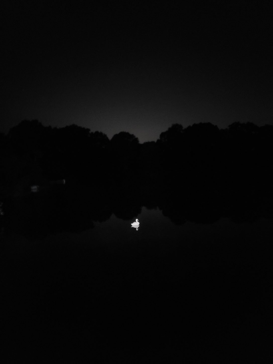 Swan glowing with light on dark lake