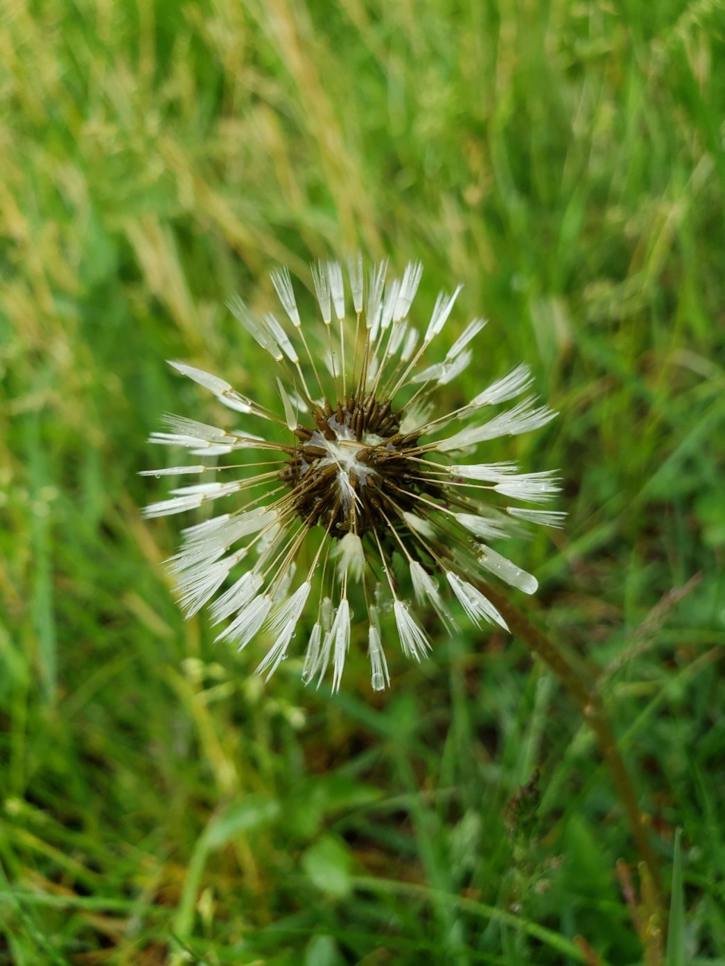 Dandelion Starburst